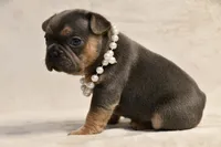 Aura, a female French Bulldog for sale in Wilmington, NC – Photo 7 of 10