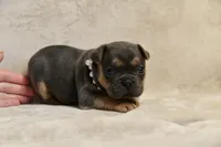 Aura, a female French Bulldog for sale in Wilmington, NC – Photo 9 of 10