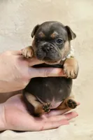 Aura, a female French Bulldog for sale in Wilmington, NC – Photo 10 of 10