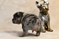 JJ, a male French Bulldog for sale in Wilmington, NC – Photo 4 of 9