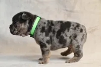 JJ, a male French Bulldog for sale in Wilmington, NC – Photo 6 of 9