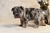 JJ, a male French Bulldog for sale in Wilmington, NC – Photo 3 of 9