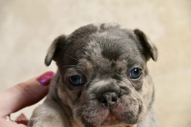 JJ – French Bulldog puppy for sale in Wilmington, NC