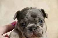 JJ, a male French Bulldog for sale in Wilmington, NC – Photo 1 of 9