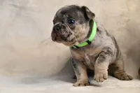 JJ, a male French Bulldog for sale in Wilmington, NC – Photo 7 of 9