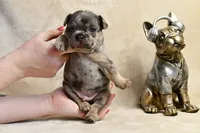 JJ, a male French Bulldog for sale in Wilmington, NC – Photo 2 of 9