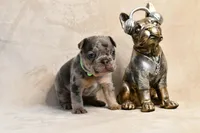 JJ, a male French Bulldog for sale in Wilmington, NC – Photo 5 of 9