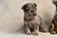 JJ, a male French Bulldog for sale in Wilmington, NC – Photo 8 of 9