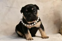 Pinkie, a female French Bulldog for sale in Wilmington, NC – Photo 2 of 4