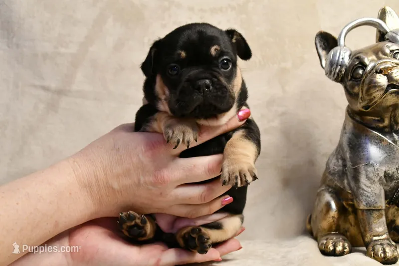 Pinkie – French Bulldog puppy for sale in Wilmington, NC
