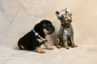 Pinkie, a female French Bulldog for sale in Wilmington, NC – Photo 3 of 4