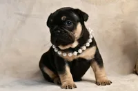 Pinkie, a female French Bulldog for sale in Wilmington, NC – Photo 4 of 4