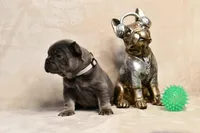 Chunk, a male French Bulldog for sale in Wilmington, NC – Photo 5 of 6