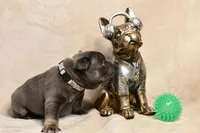 Chunk, a male French Bulldog for sale in Wilmington, NC – Photo 3 of 6