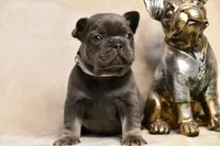 Chunk, a male French Bulldog for sale in Wilmington, NC – Photo 4 of 6