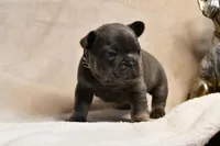 Chunk, a male French Bulldog for sale in Wilmington, NC – Photo 2 of 6