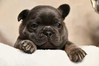 Chunk, a male French Bulldog for sale in Wilmington, NC – Photo 1 of 6