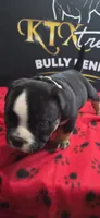 Puppy#5- Gray collar, a male American Bully for sale in Columbia, SC – 4 of 7