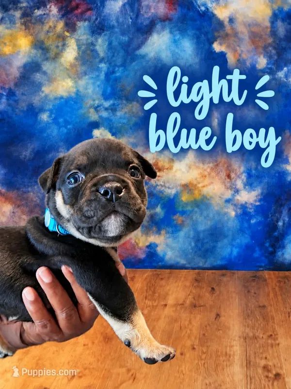 Puppy#4- Light Blue collar – American Bully puppy for sale in Columbia, SC