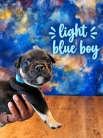 Puppy#4- Light Blue collar, a male American Bully for sale in Columbia, SC – 1 of 6