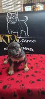 Puppy#3- Dark Blue collar, a male American Bully for sale in Columbia, SC – 3 of 6