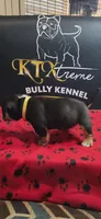 Puppy#1- Yellow collar, a female American Bully for sale in Columbia, SC – 4 of 6