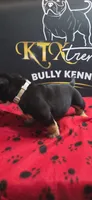 Puppy#5- Gray collar, a male American Bully for sale in Columbia, SC – 3 of 7