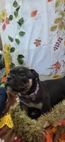 Puppy#6- Purple collar, a female American Bully for sale in Columbia, SC – 6 of 9