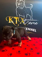 Puppy#4- Light Blue collar, a male American Bully for sale in Columbia, SC – 4 of 6