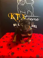 Puppy#4- Light Blue collar, a male American Bully for sale in Columbia, SC – 2 of 6