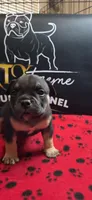 Puppy#3- Dark Blue collar, a male American Bully for sale in Columbia, SC – 2 of 6