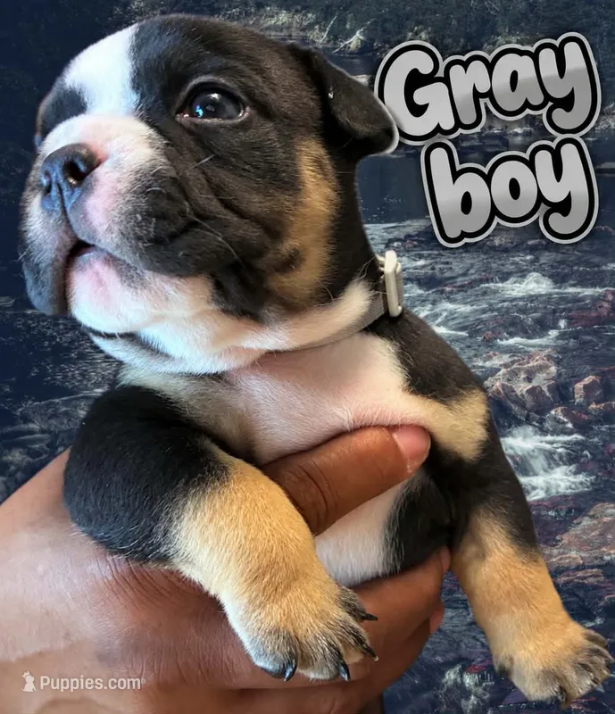 Puppy#5- Gray collar – American Bully puppy for sale in Columbia, SC
