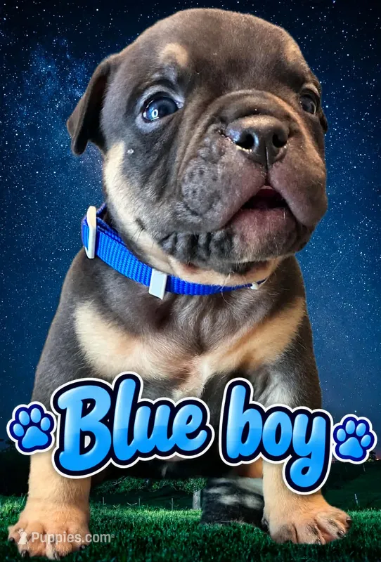 Puppy#3- Dark Blue collar – American Bully puppy for sale in Columbia, SC