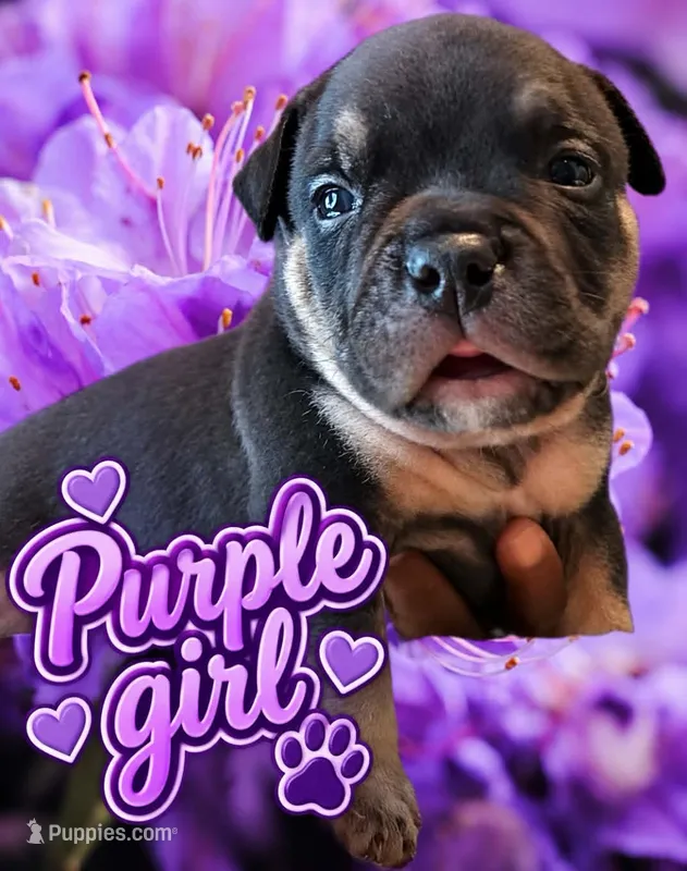 Puppy#6- Purple collar – American Bully puppy for sale in Columbia, SC