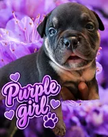 Puppy#6- Purple collar, a female American Bully for sale in Columbia, SC – 1 of 9