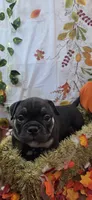 Puppy#6- Purple collar, a female American Bully for sale in Columbia, SC – 4 of 9