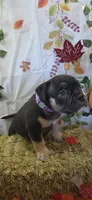 Puppy#6- Purple collar, a female American Bully for sale in Columbia, SC – 7 of 9
