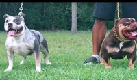 Puppy#2- Neon collar, a female American Bully for sale in Columbia, SC – 4 of 4