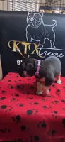 Puppy#6- Purple collar, a female American Bully for sale in Columbia, SC – 5 of 9