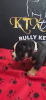 Puppy#5- Gray collar, a male American Bully for sale in Columbia, SC – 5 of 7