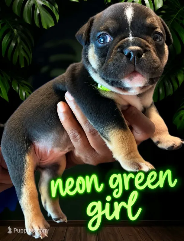 Puppy#2- Neon collar – American Bully puppy for sale in Columbia, SC
