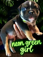 Puppy#2- Neon collar, a female American Bully for sale in Columbia, SC – 1 of 4