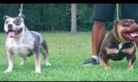 Puppy#5- Gray collar, a male American Bully for sale in Columbia, SC – 7 of 7