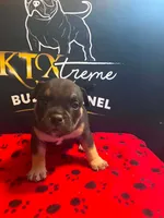Puppy#4- Light Blue collar, a male American Bully for sale in Columbia, SC – 3 of 6