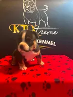 Puppy#1- Yellow collar, a female American Bully for sale in Columbia, SC – 2 of 6