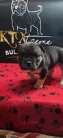 Puppy#6- Purple collar, a female American Bully for sale in Columbia, SC – 2 of 9