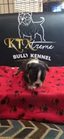Puppy#1- Yellow collar, a female American Bully for sale in Columbia, SC – 3 of 6
