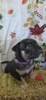 Puppy#6- Purple collar, a female American Bully for sale in Columbia, SC – 3 of 9