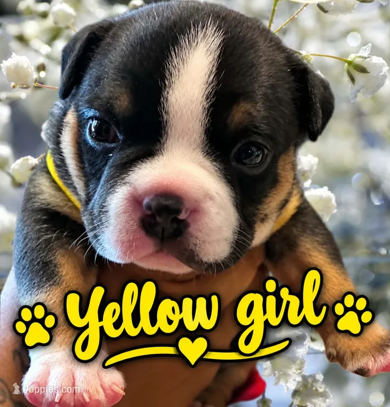 Puppy#1- Yellow collar – American Bully puppy for sale in Columbia, SC