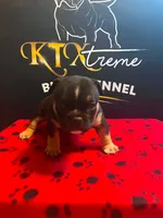 Puppy#2- Neon collar, a female American Bully for sale in Columbia, SC – 2 of 4